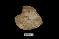 藏品(馬鞍障泥蛤(扁平蚶蛤))的圖片